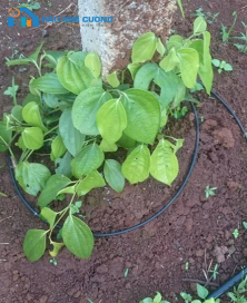 Tưới nhỏ giọt cuốn quanh gốc