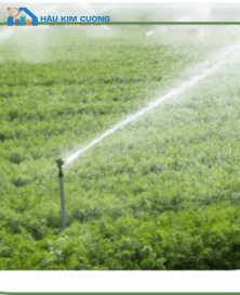 Tưới phun mưa phủ kín
