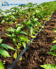 Tưới nhỏ giọt rải dọc luống